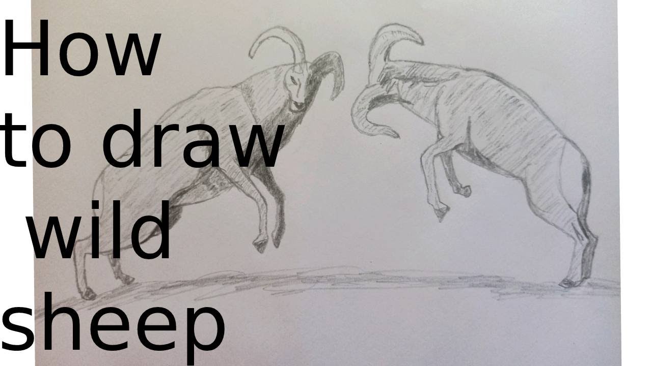 How to draw fighting wild sheep - YouTube