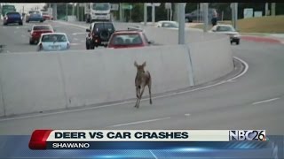 June is "worst month" for car vs. deer crashes