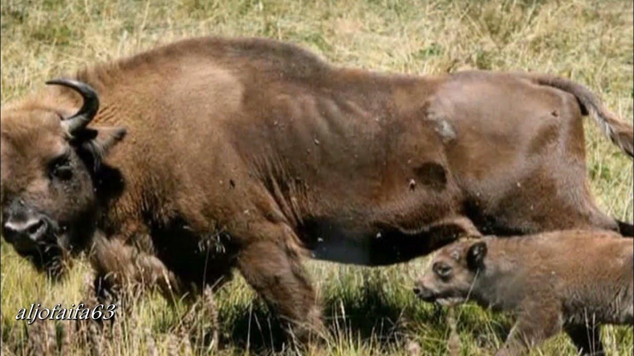 Африканский буйвол. Буйвол в каких заповедниках и национальных. Буффало бык. Буйвол в каких заповедниках и национальных. Американский бизон.