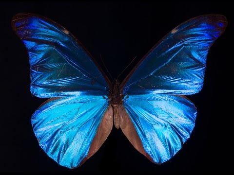 Video: Hermaphrodite Butterfly With Different Wings