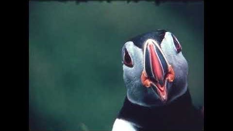 Sveitin Milli Sanda. Website Flash Intro remix.