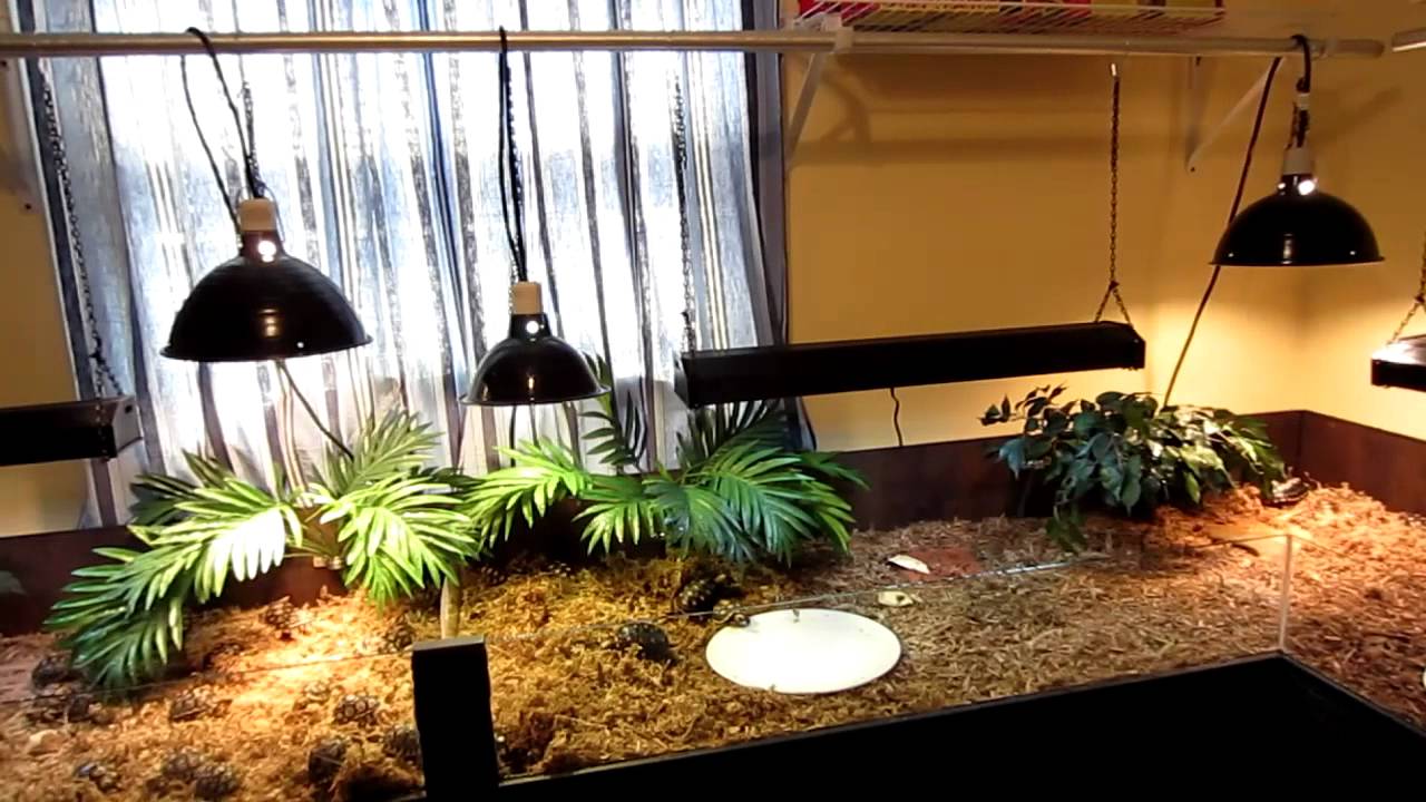 heat lamp for tortoise table