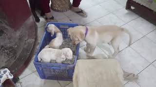 My Dog Seeing A Goat For The First Time