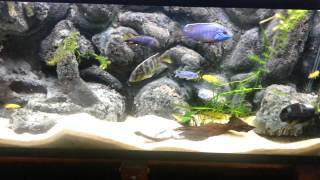 New Stocking Plans For 55g African Cichlid Tank