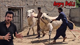 Dera Haji Baber Talagang - Extremely Dangerous Bulls 2024 - Cow Mandi 2024 - Bakra Mandi 2024