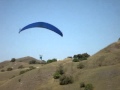 Renecillo aprendiendo a volar