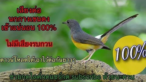 เสียงนกกางเขนดง หรือบินหลาดง ใหม่ล่าสุด 2021 คมชัด 100% นกบินหลาดง ตัวเมีย | บินหลาดงตัวเมี้ย