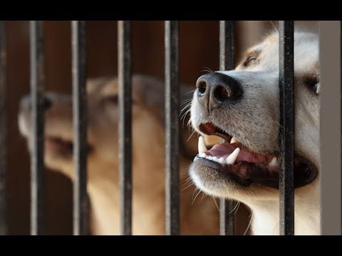 creepypasta anime California Becomes The First State To Require Shelters To Sell Rescue Animals