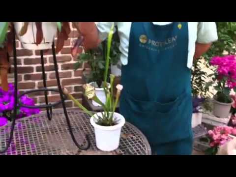 食虫植物 サラセニア ネペンテスの育て方 日常管理 Youtube