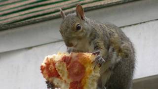 Pizza Squirrel Minneapolis