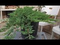 How to make bonsai out of nursery stock for under $30 - Juniper Bonsai