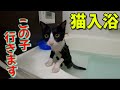 拾った猫を今年の汚れを落とすために風呂に入れると…こんなネコがいるんです When I gave the cat I found a bath