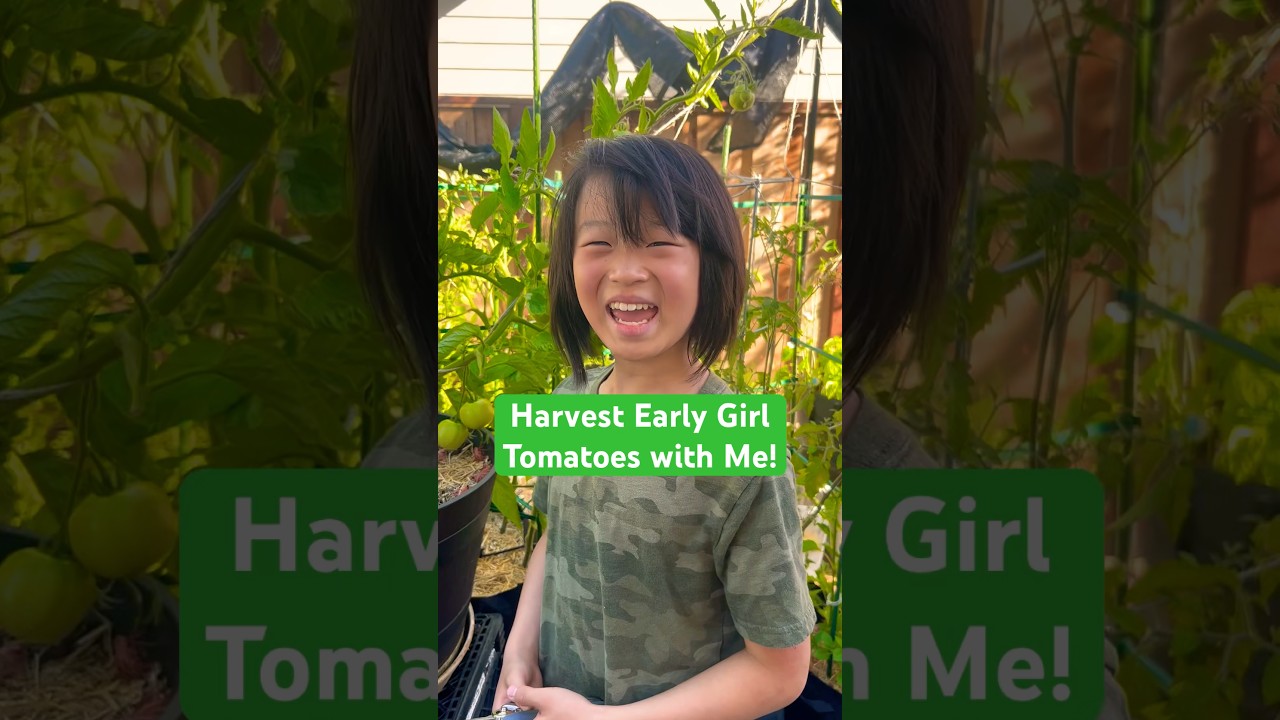 Harvesting Early Girl Tomatoes! | 