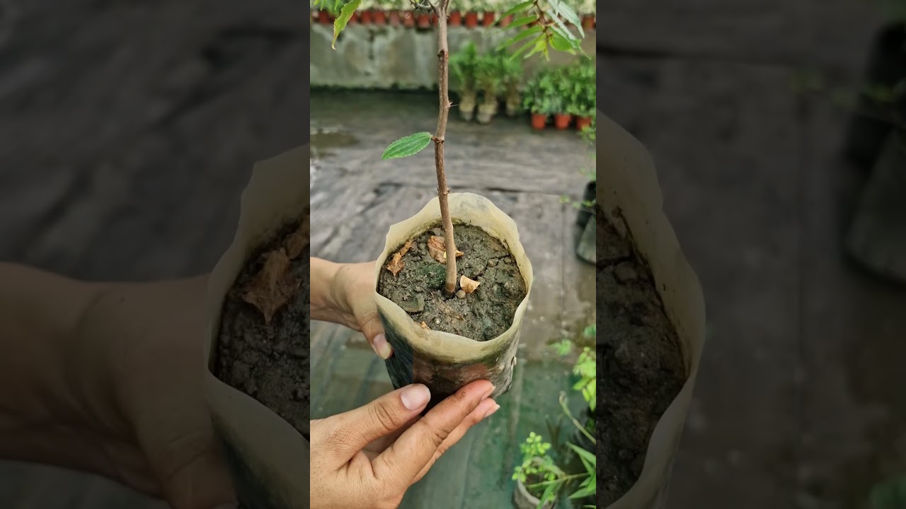 Discover the Tranquility of the Buddha Chitta Plant! 🌿  