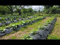How to sharing our garden 2024  gardening  wide open transit farm