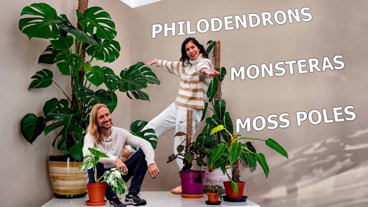 TUTO Tuteur en Sphaigne + Substrat pour Aracées : Monsteras et Philodendrons ! + 1 an d’Évolution !