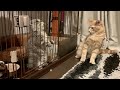 先住猫マーシャ（マンチカン）と新入猫ルアン（スコティッシュフォールド）の初対面