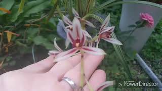 Видео Цимбидиумы. Покупать-не покапать...???? (автор: anna pityur)