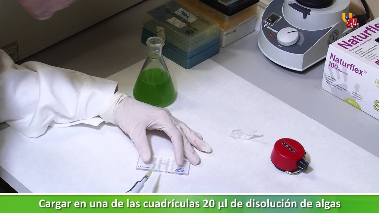 Recuento celular en cámara de Neubauer