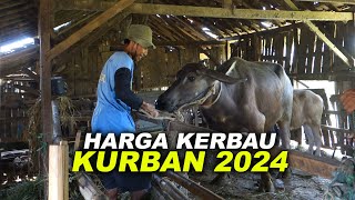 HARGA KERBAU KURBAN 2024