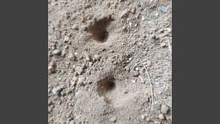 Download Lagu Sangat Sayang Padamu MP3