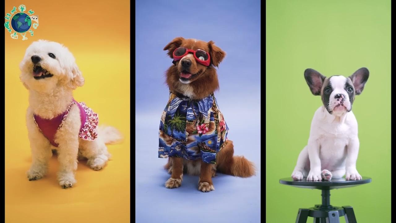 Cute dogs barking - Woof woof | 🐶🐕🦮🐕‍🦺🐩🌎🎼🎵🎶 #shorts - YouTube