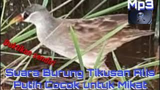 SUARA PIKAt Tikusan Alis Putih Mp3