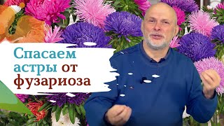 Как избавиться от фузариоза на астрах?