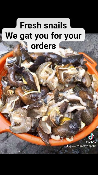 fresh snails from dimmys food mart