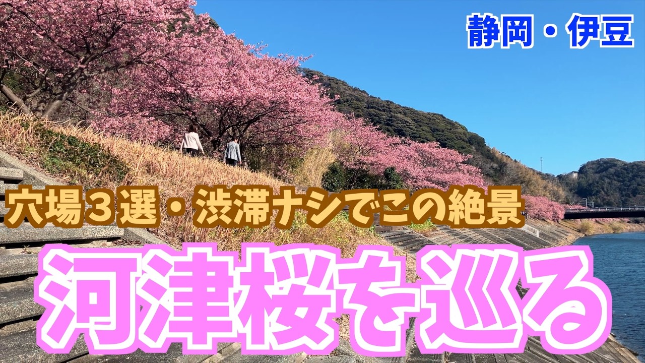 【穴場】渋滞・人混みを避けて河津桜を満喫！伊豆3スポット＆富士山を望む西伊豆スカイライン旅