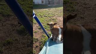 IMG 0462