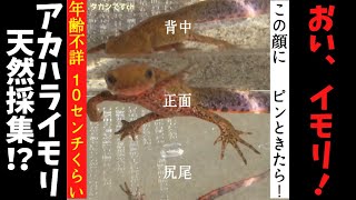 アカハライモリの飼育初心者がアカハライモリを捕獲採集したので