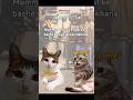 😂😂😅#viralcatvideo #funny #comedy#comedyvideo #shorts #short #funnyvideo #cat #cats
