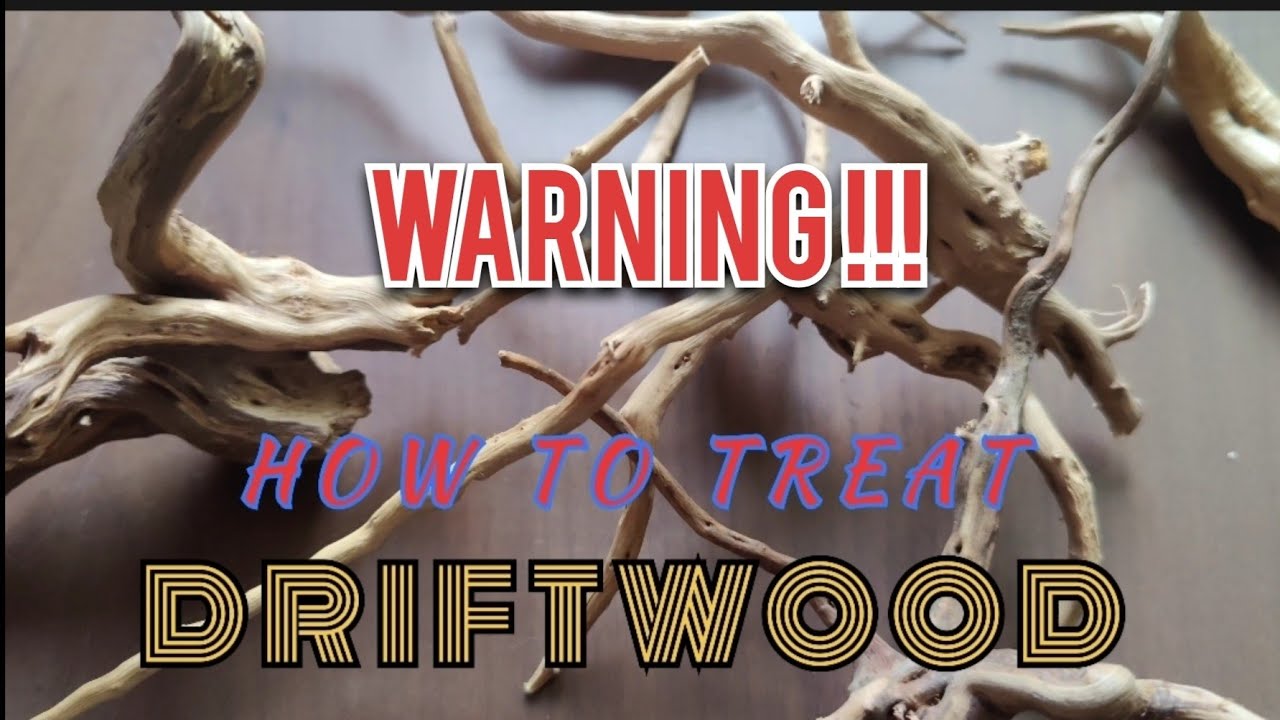 How To Treat Driftwood before it setup into an Aquarium// English aquarium driftwood 