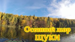 Спиннинг осенью (#АлексейСлавянин)...Жор щуки или аппетитный Аккой...