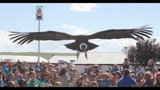 The Birdman® World Class Bird Show - Touring show clips