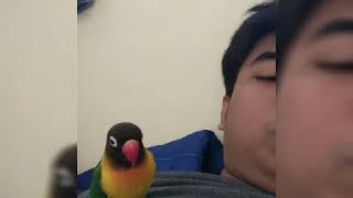 Burung ajaib si chodot Lovebird Joget.