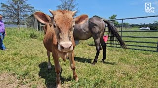 SPCA gives update on 36 animals rescued from 'horrible' conditions inside school bus