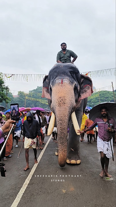 Thrissur ആനയൂട്ട് 2025 | വടക്കുംനാഥൻ | kerala elephants #kerala #nature #keralaelephant #pooram #1m