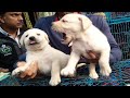 Energetic Playful Labrador Rottweiler &amp; More Puppies For Sale At Galiff Street Pet Market Kolkata