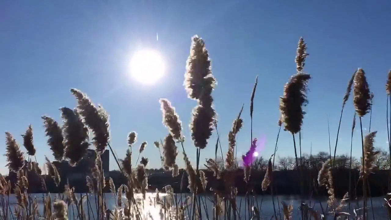 Cattails blowing in the wind - Cambridge, MA