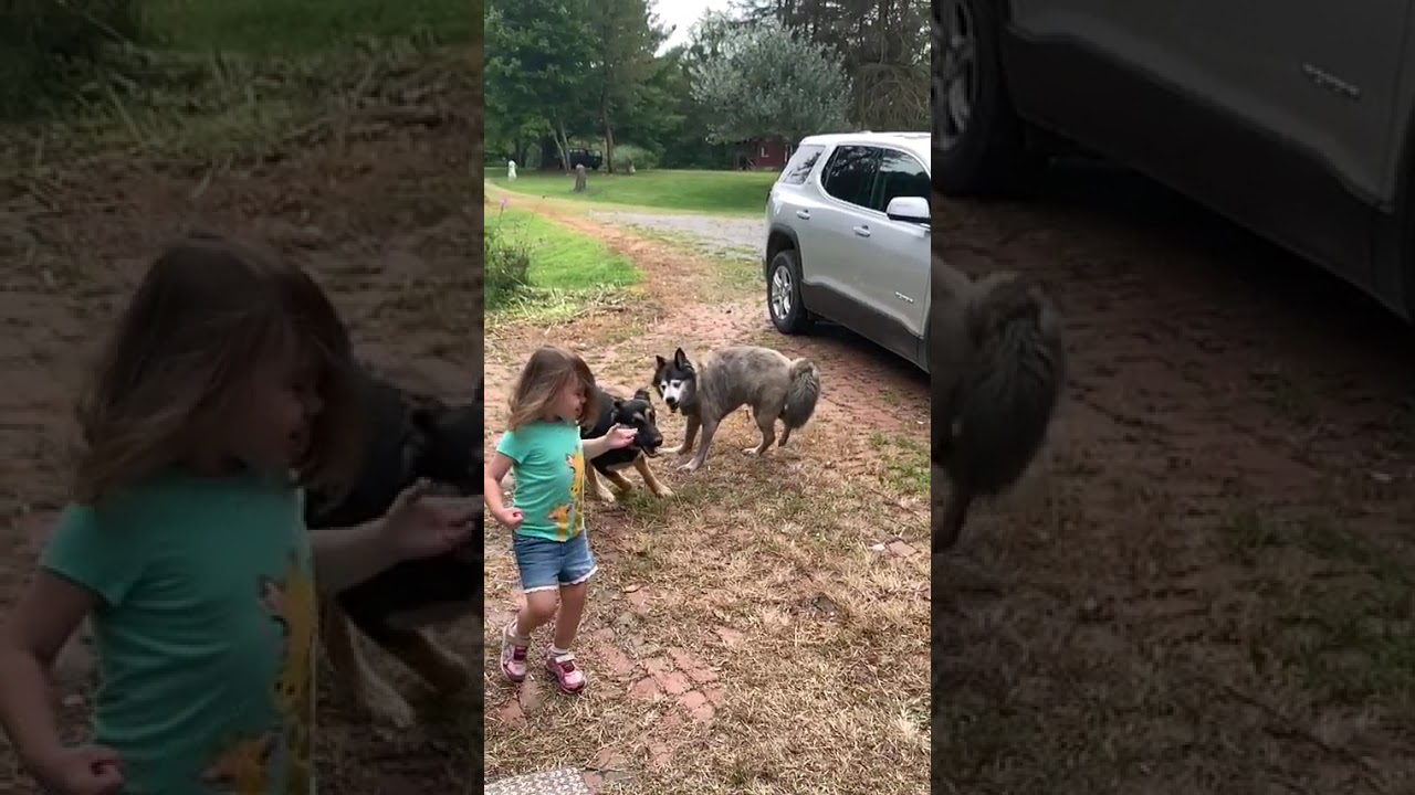 Two dogs play with each other in yard then one crashes into little girl in giraffe shirt