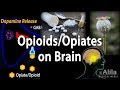 Opioids Mechanism of Action, Addiction, Dependence and Tolerance, Animation