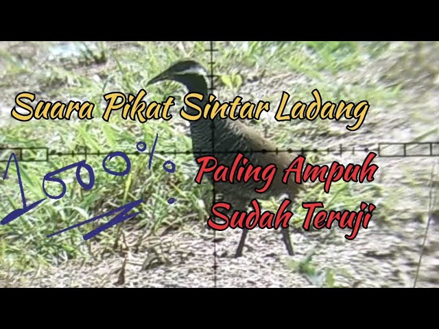 Suara pikat burung sintar ladang // 100% paling Ampuh // Pakai suara anakan dijamin Langsung datang class=