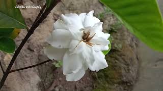 Nature’s Perfume: Why the Gondhoraj Flower is a Garden Favorite