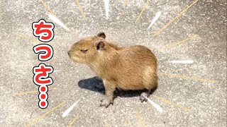 Baby capybara daily routine