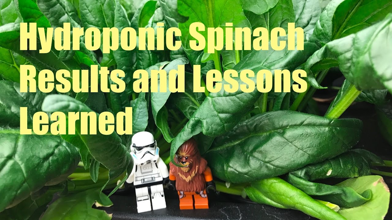 Kratky Hydroponic Spinach Part 3 — final results