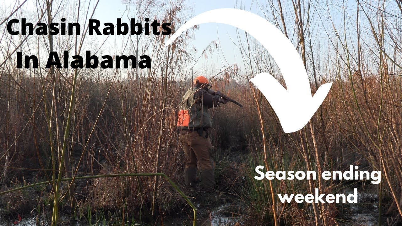 Chasing Rabbits in Alabama on the last Saturday of the Season.2-27-22 ...