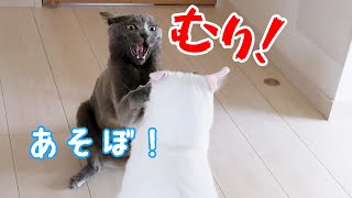 すぐにケンカになってしまう猫2匹