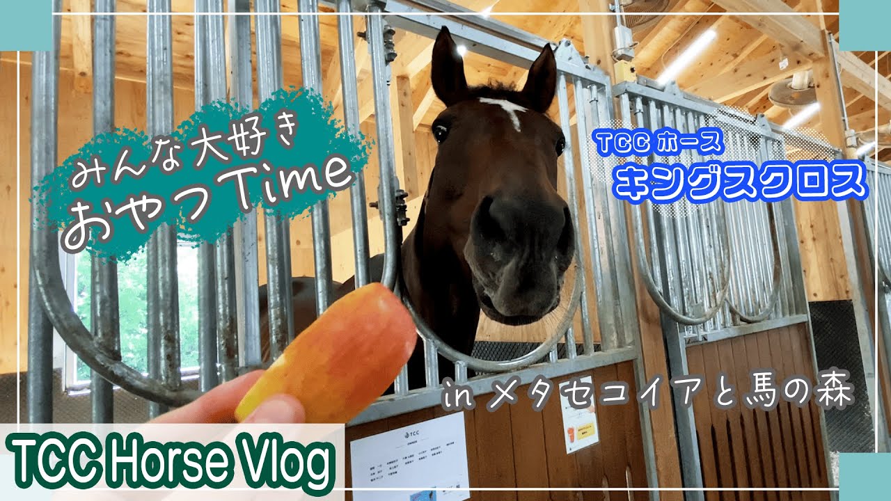 みんな大好きおやつタイム🍎 inメタセコイアと馬の森🌳｜TCCホースVlog